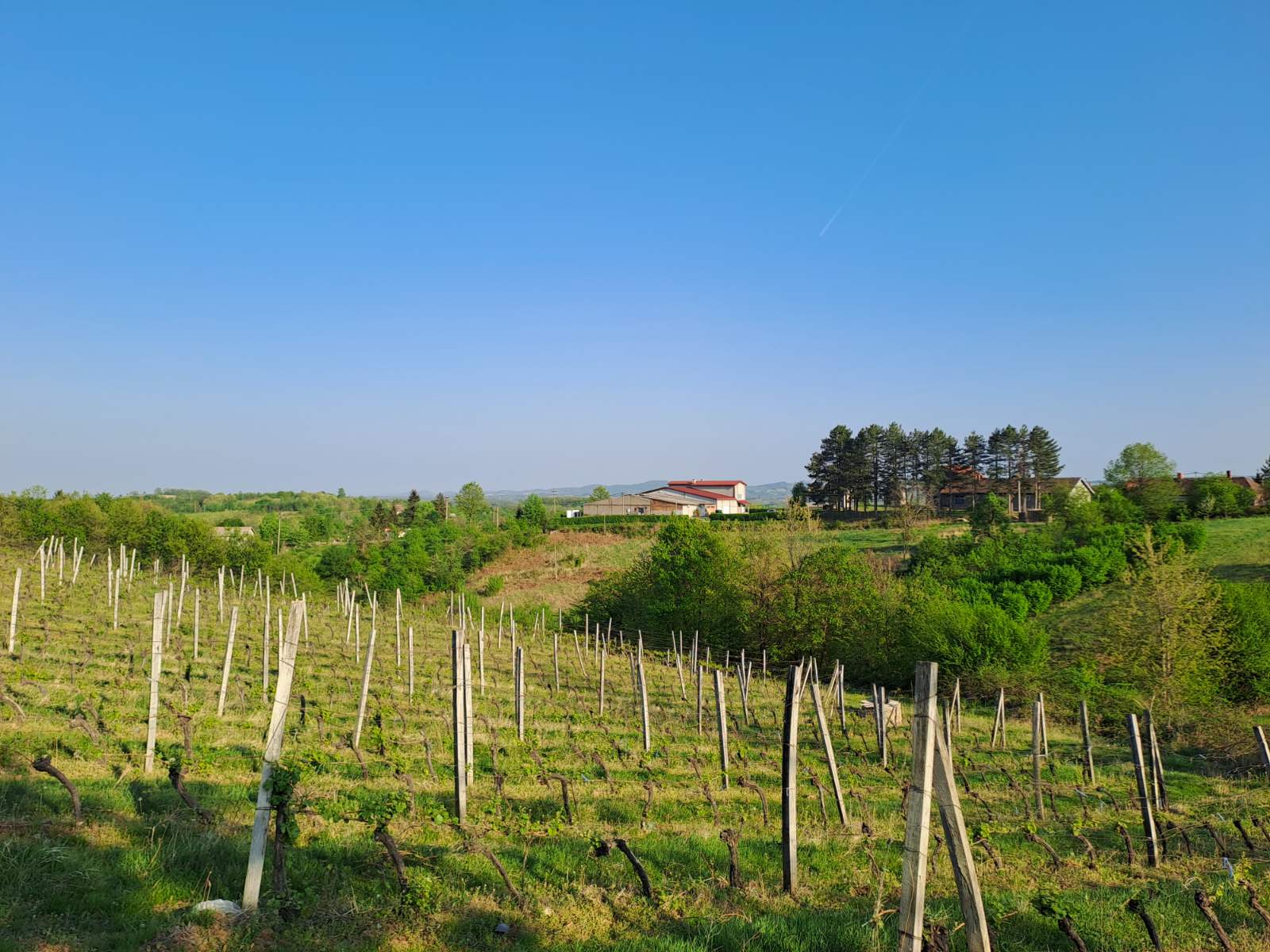 Pilot projekat Pusula vinograd