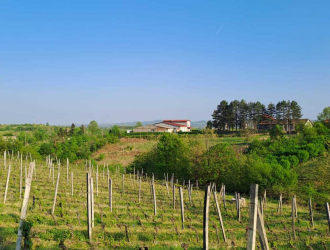 Phytoremediation of winery's wastewaters in the pilot site of the Pusula family winery using constructed wetlands, 2024-2025